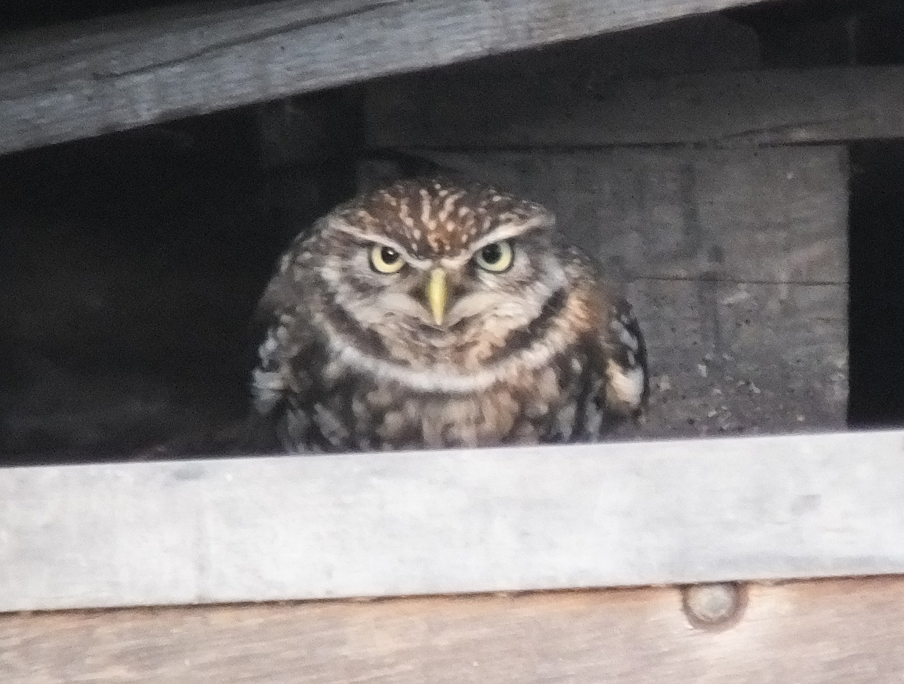 Little Owl